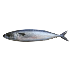 花腹鯖 Scomber Australasicus